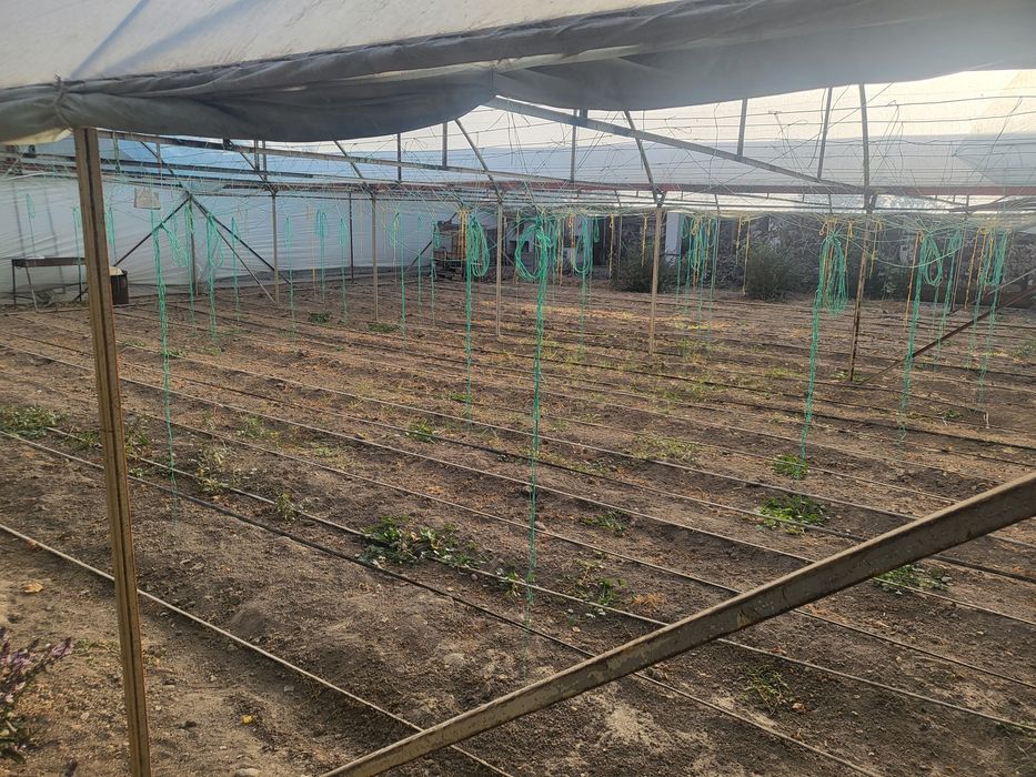 Агарод сад парник