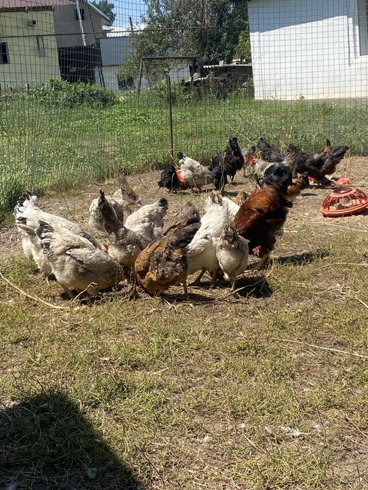 Продам домашние куры