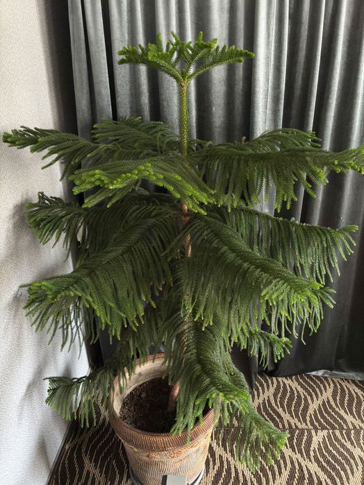 Araukariya (араукария )