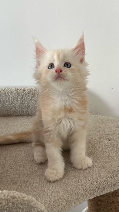 Гиганты!Котята! Мейн-Кун!