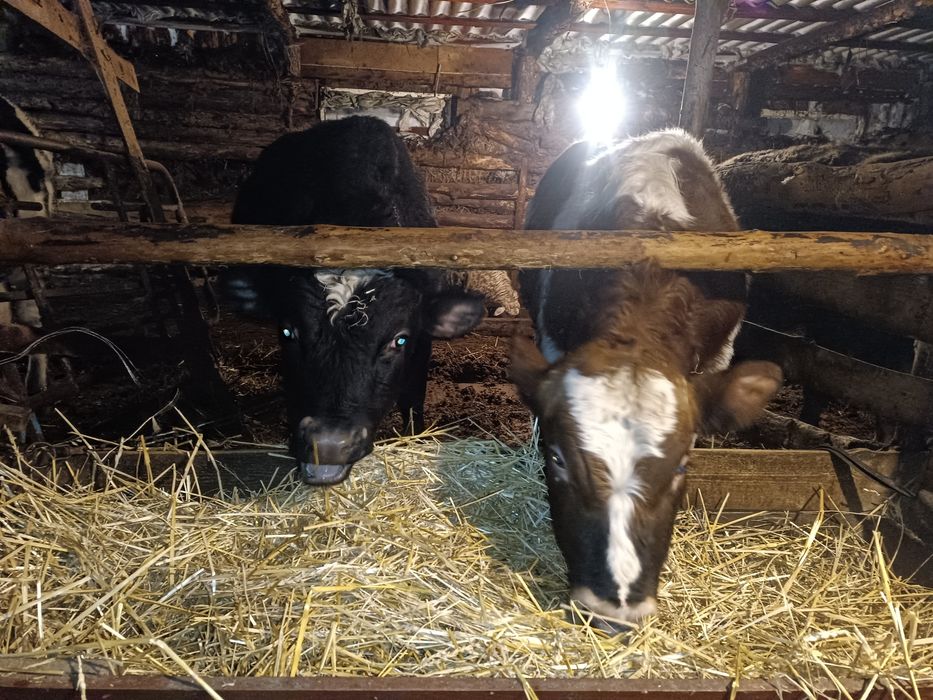 Продам 16 голов бычков