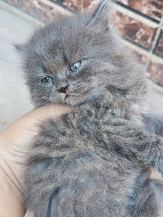 Продается кошки 4шт все цвета серый