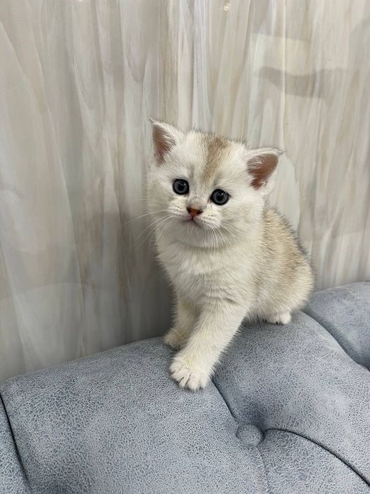 Zoravon ayol orgazmi aks etgan porno