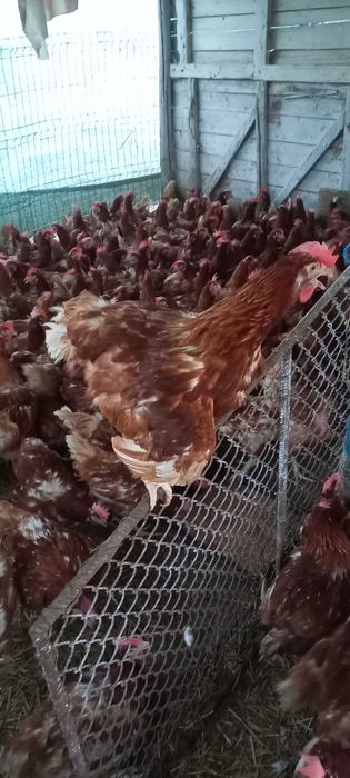 Vând găini roși de ouă