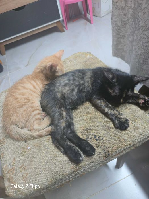 Осиротели котенца