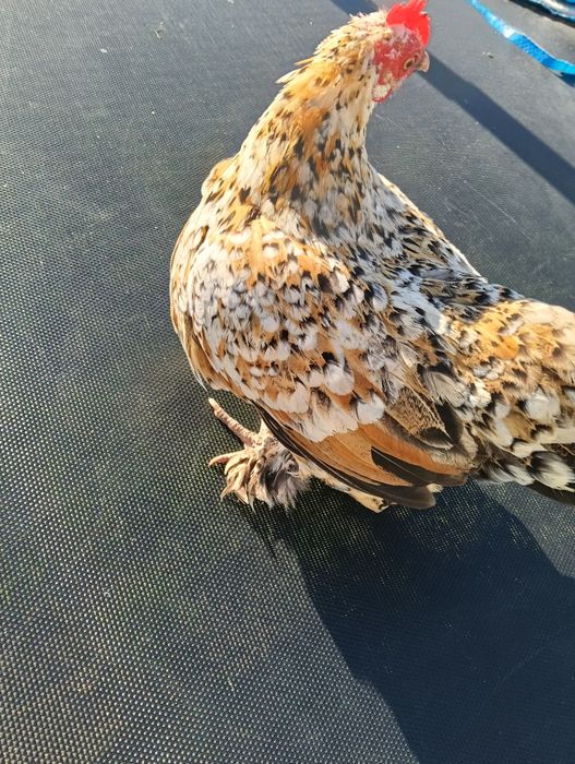 Vând găină americană