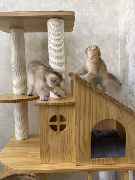 продаю котят 2 месяц