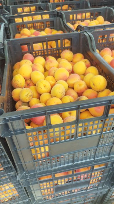 Vând caise pentru țuică distribuim în toată țara