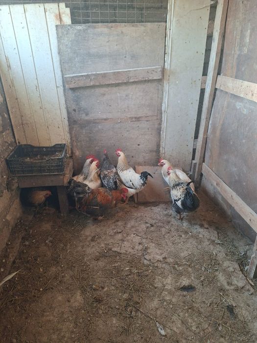 Әтеш (Петух) сатылады