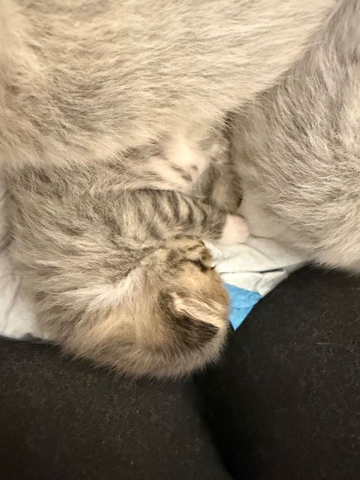 Котенок шотландский вислоухий