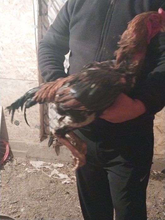 Дакан туляк 2 года не болеет