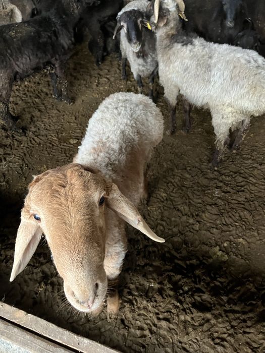 Қошқар бар сойып беремиз басын үйітіп береміз