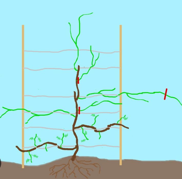 Обрезка винограда
