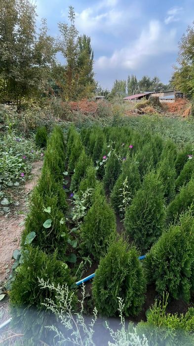 Продам Туи Смарагд