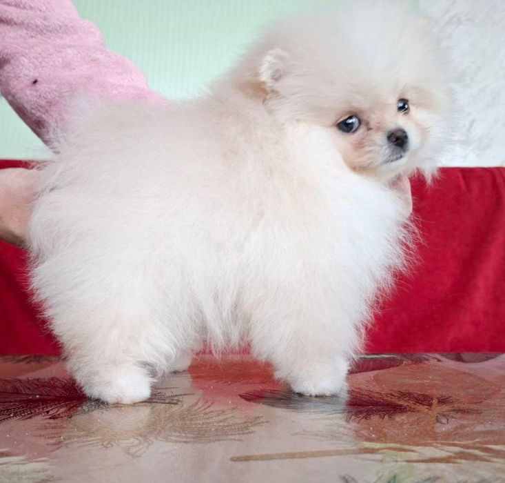 Щенки породы шпиц ждут свои семьи.