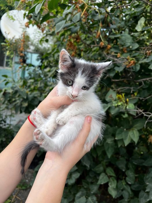 Отдам котят в добрые руки!