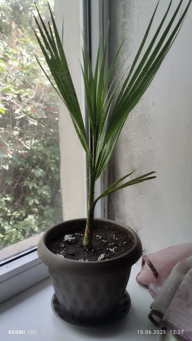 Продам Вашингтонию нитеносную