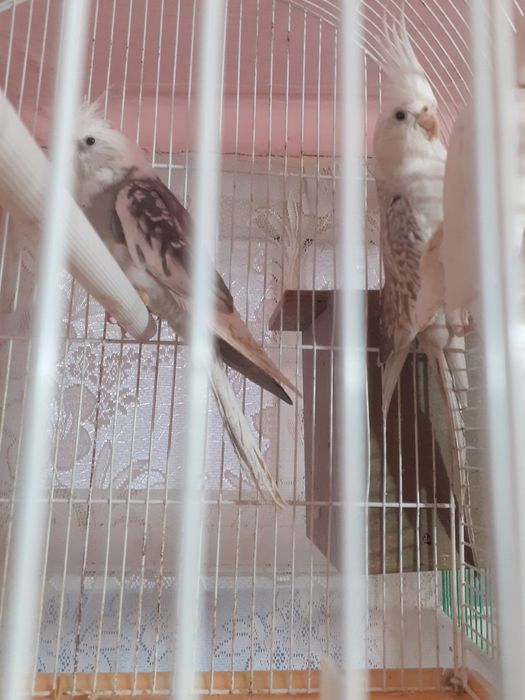 Vând sau schimb doua nimfe Whiteface