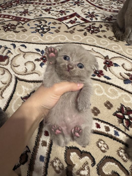 Марғаулар 1 айлық