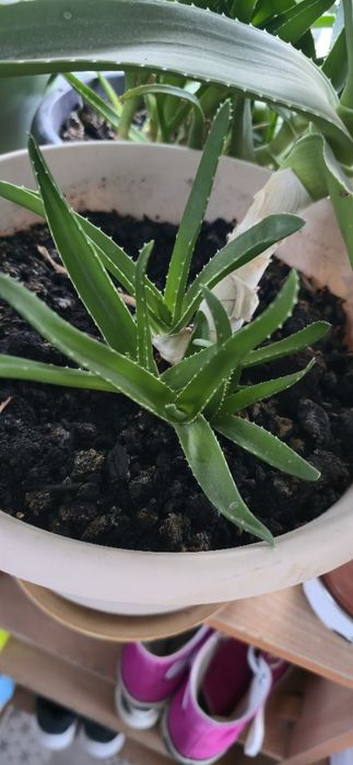 Продаётся АЛОЕ  растение