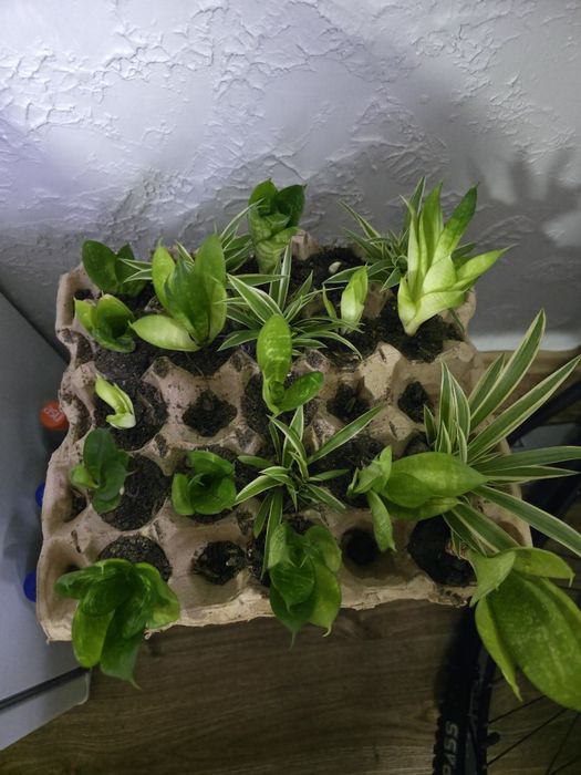 Продам цветочки укорененные