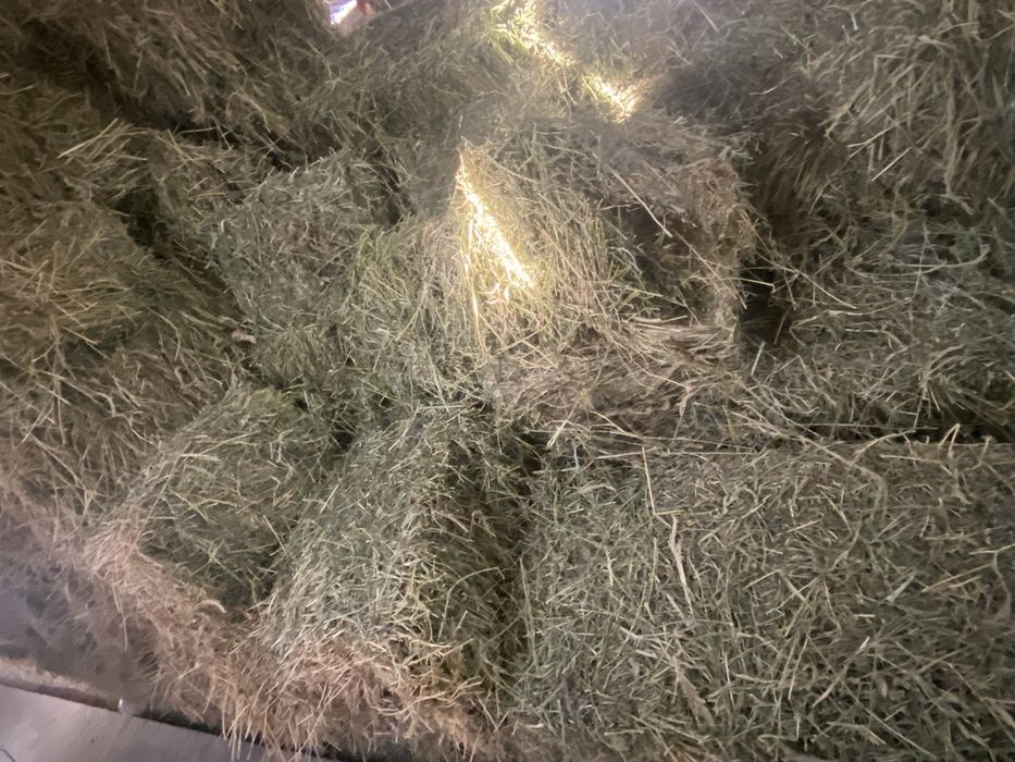 Клевер,люцерна,жонышка