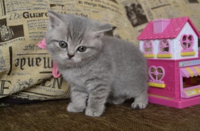 Вислоухие Шотландские котята