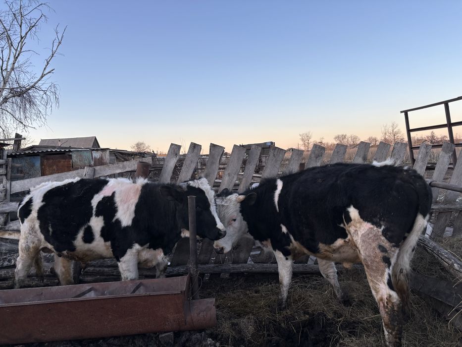 продам быков 1,2 года