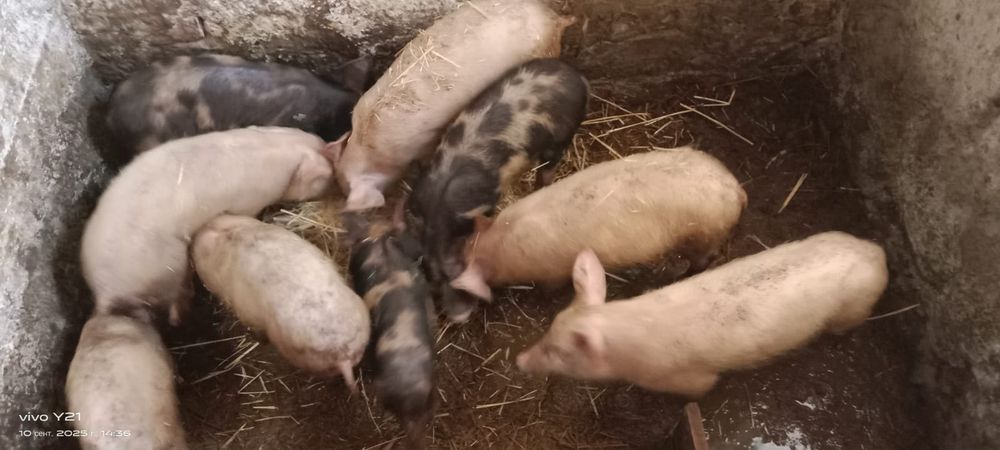 Продам поросят!!!