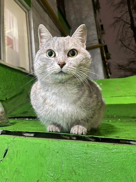 Отдам в добрые руки