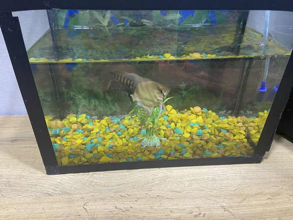 Продам аквариум с рыбкой