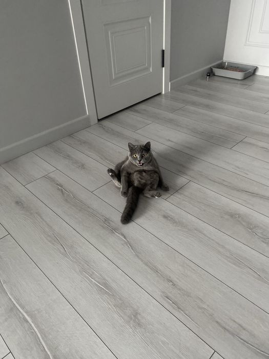 Британская кошка