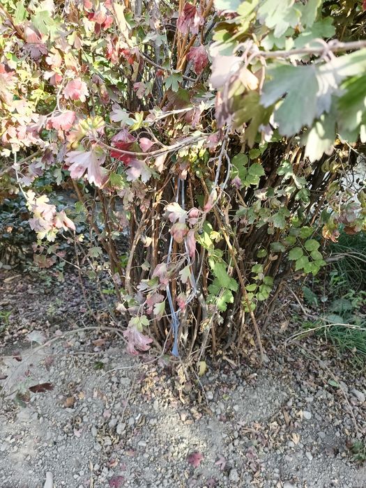 Саженцы смородины