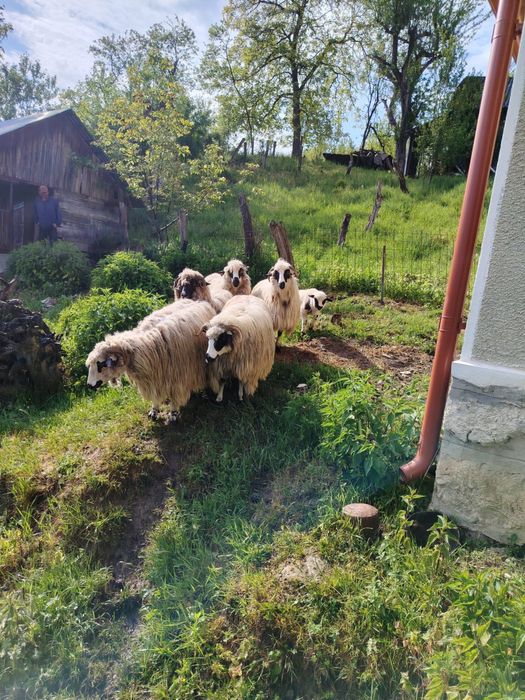 Vand oi breze tinere