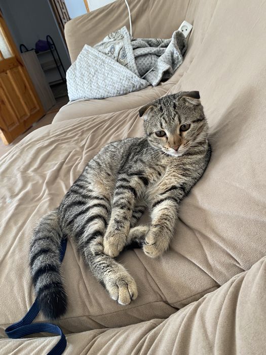 кот породный британский