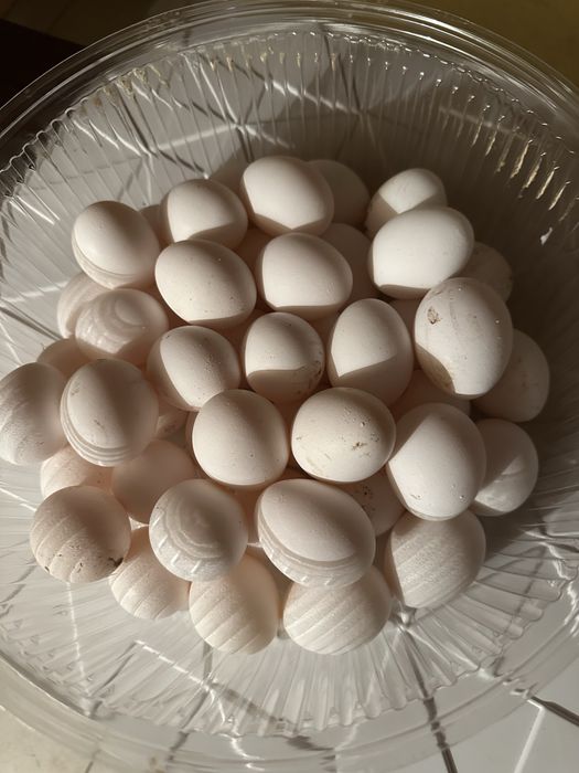 Яйцо от домашних кур.