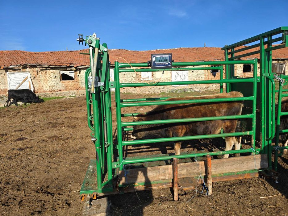 Телета мъжки за клане