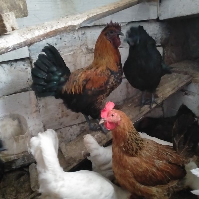 Продам молодых петушков .