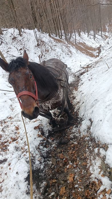 Vând armăsar murg de 3 ani