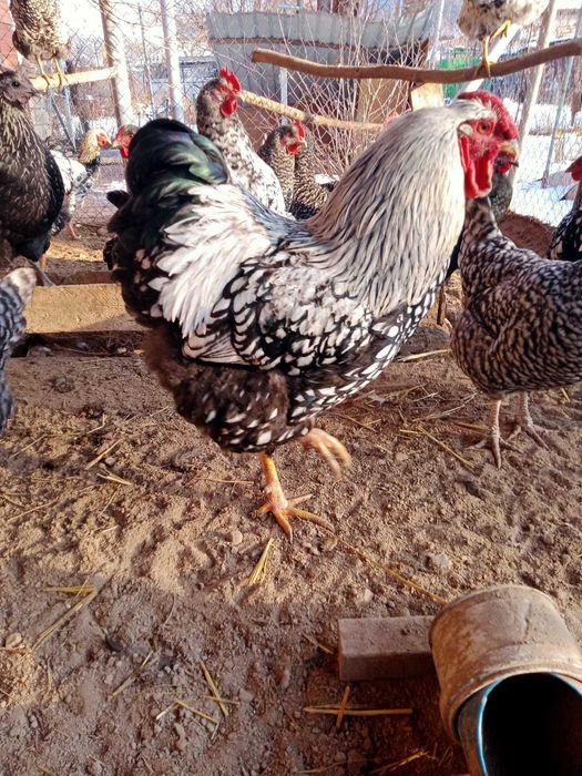 Продам петухи Виандот