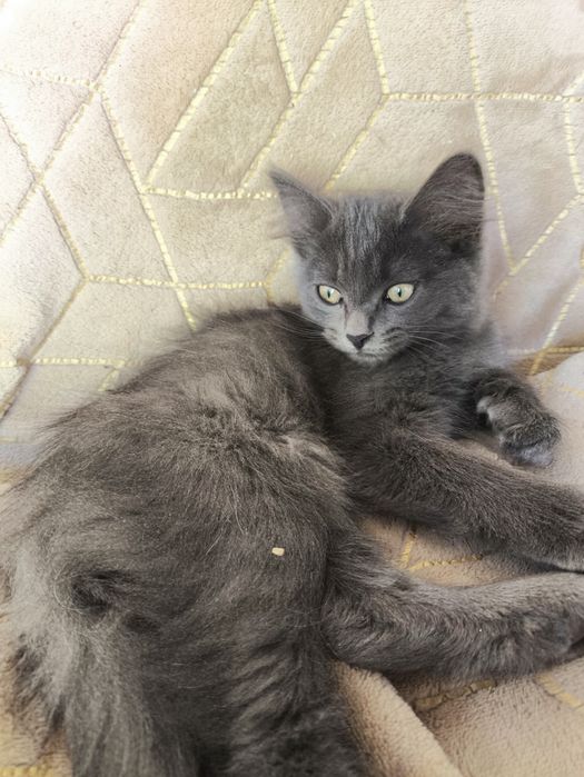 Отдам котят 3 месяца