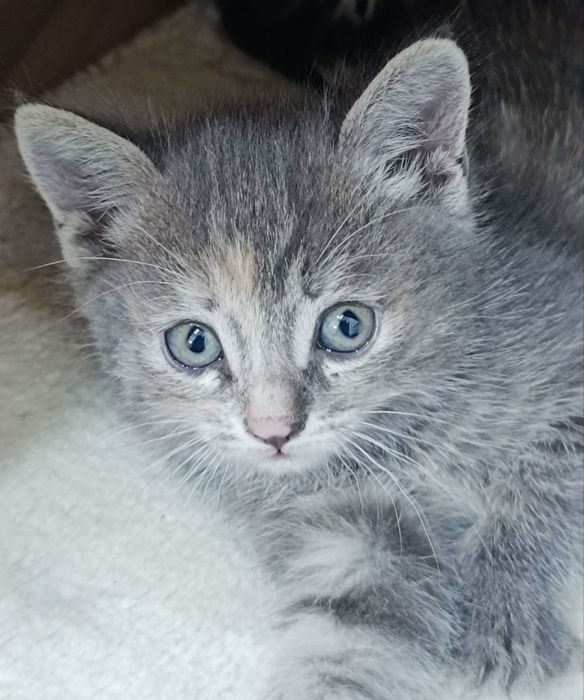 Отдам котенка,к лотку приучена