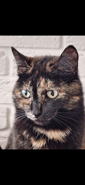 Бесплатно кошечка