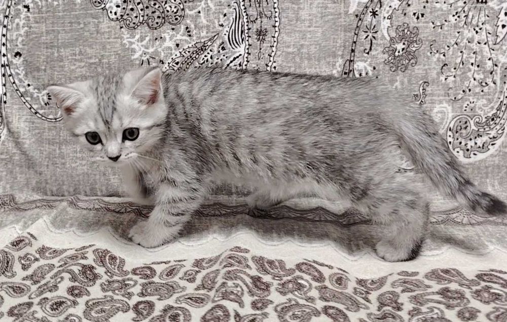 Шотландка мушук болалари 2 ойлик
