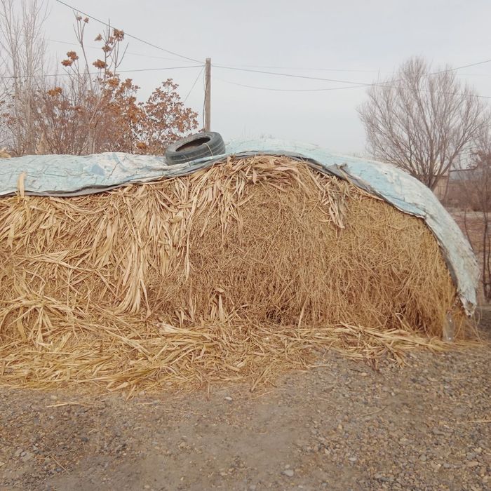 Беда ва макажухори аралаш ут сотилади