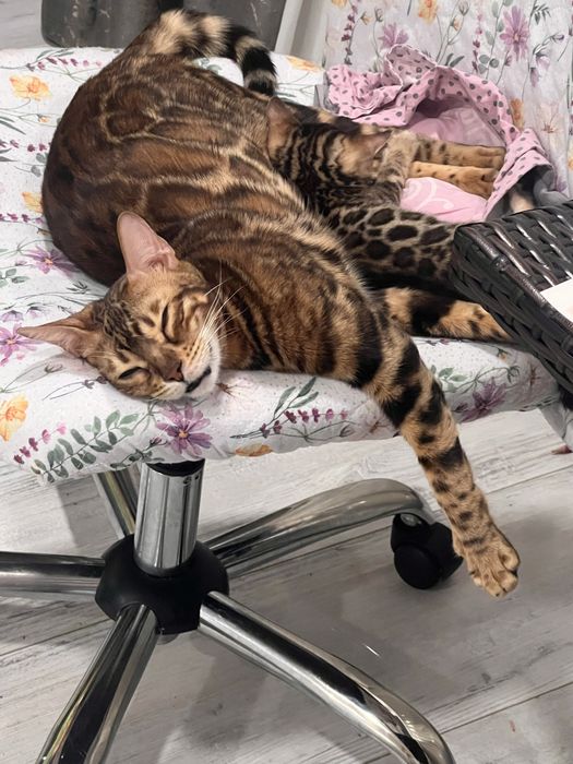 Pisica rasa bengal