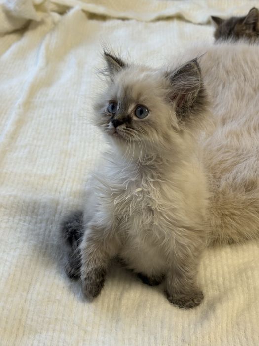 Продам британских котят