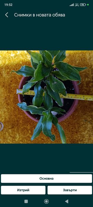 Цвете Зелена лилия 8 €; Зелена шефлера 40€; Драцена фрагранс 15€