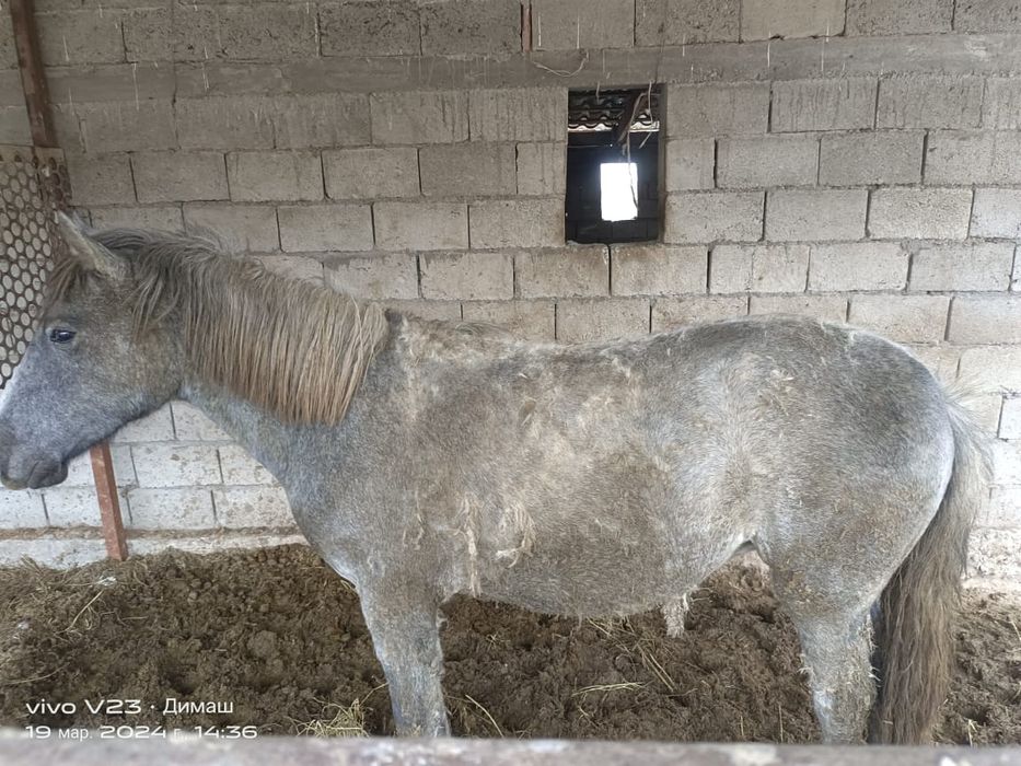 Семіз байтал сатылады