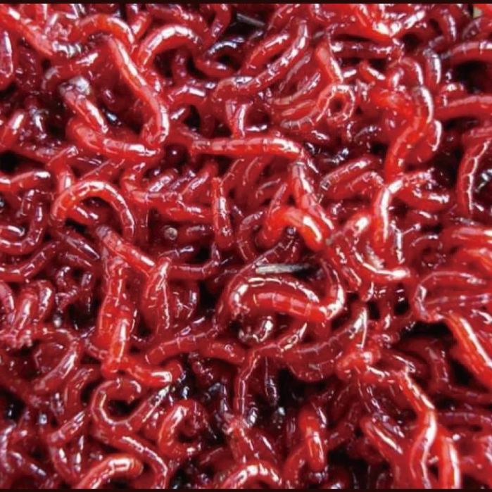 Мотыль [Bloodworms]
